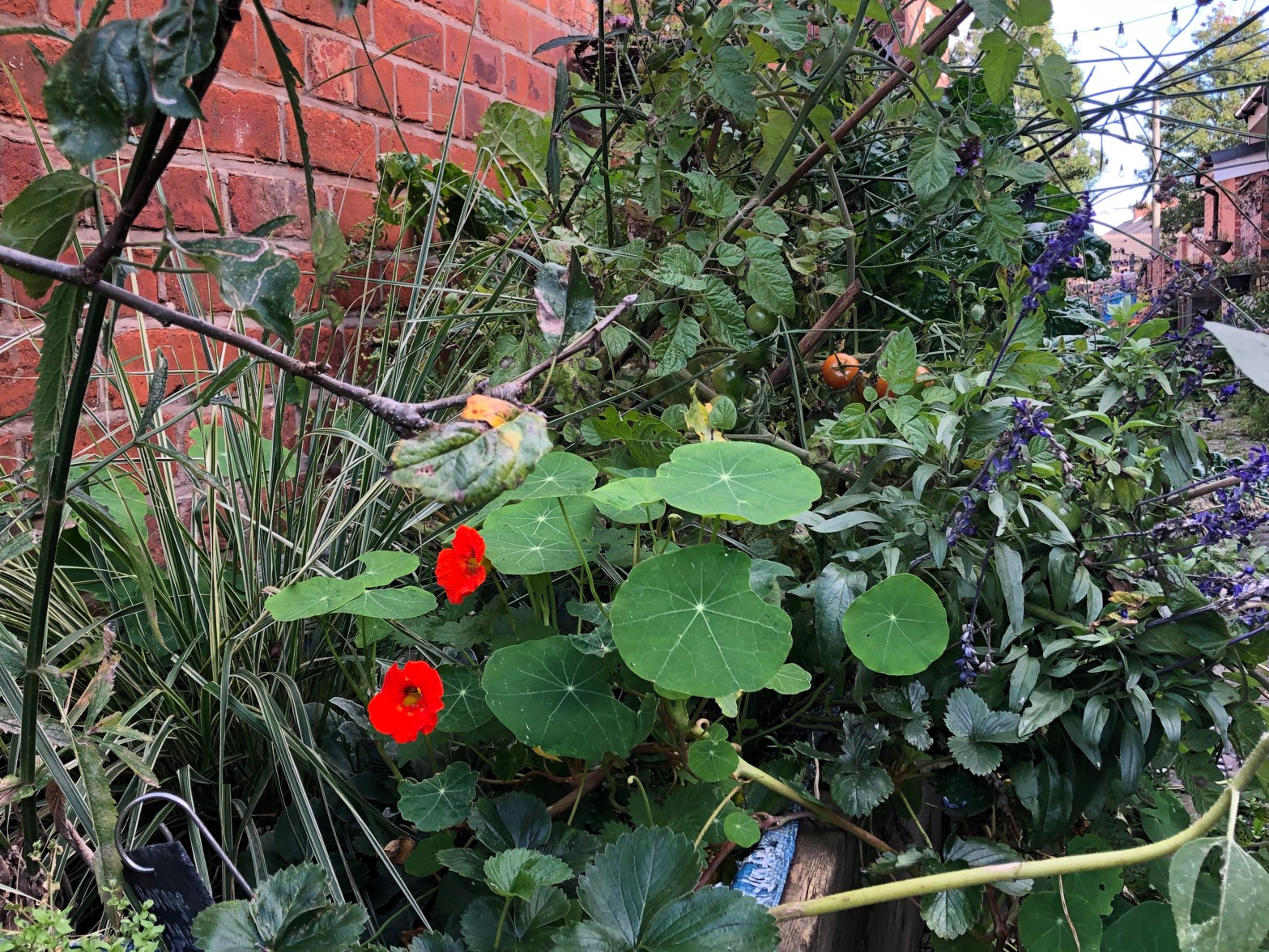 How Alleyway Gardening is Changing Moss&nbsp;Side
